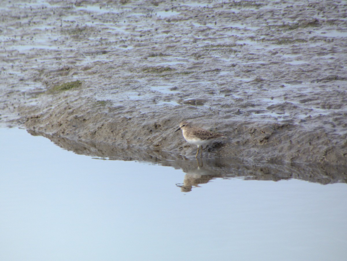 Least Sandpiper - ML644704583