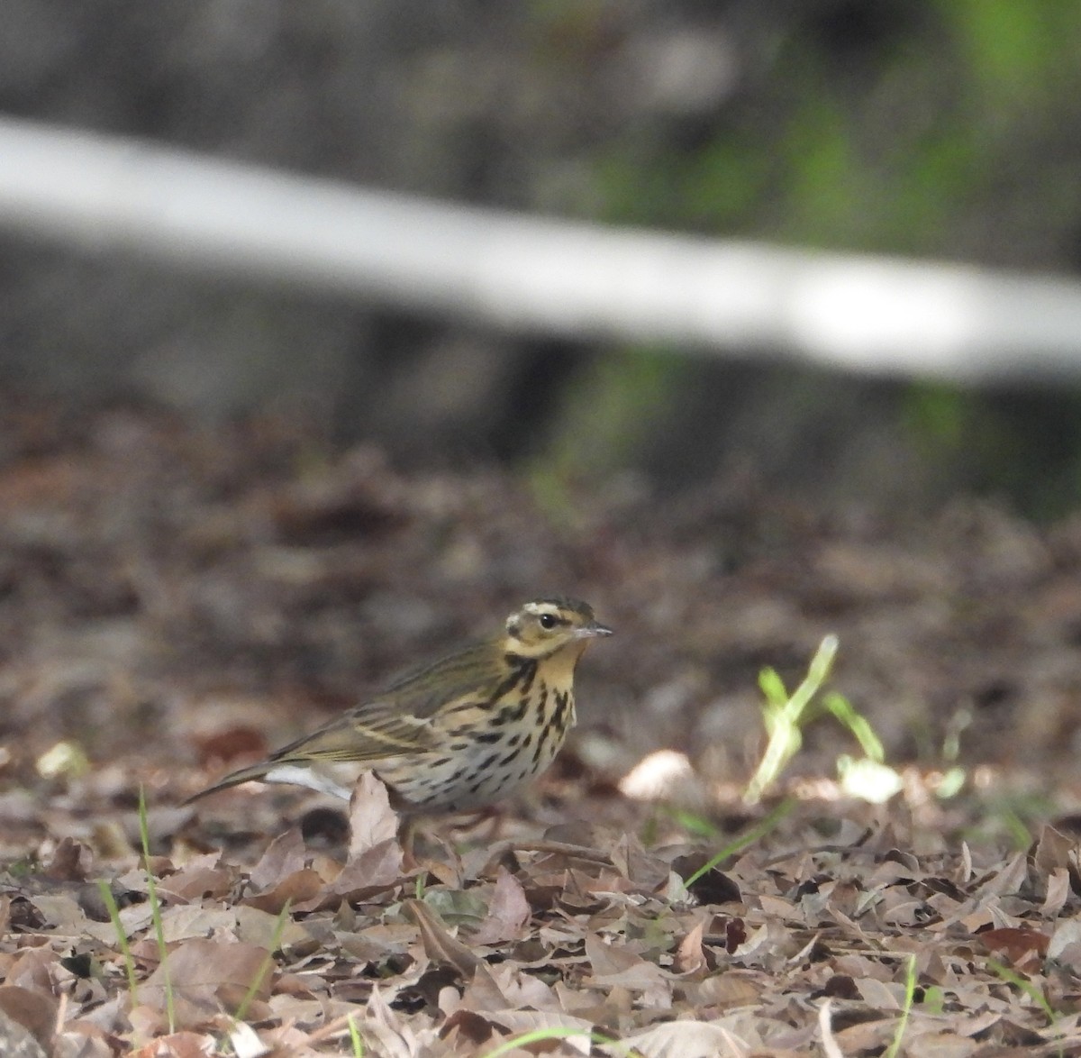 Olive-backed Pipit - ML644704585