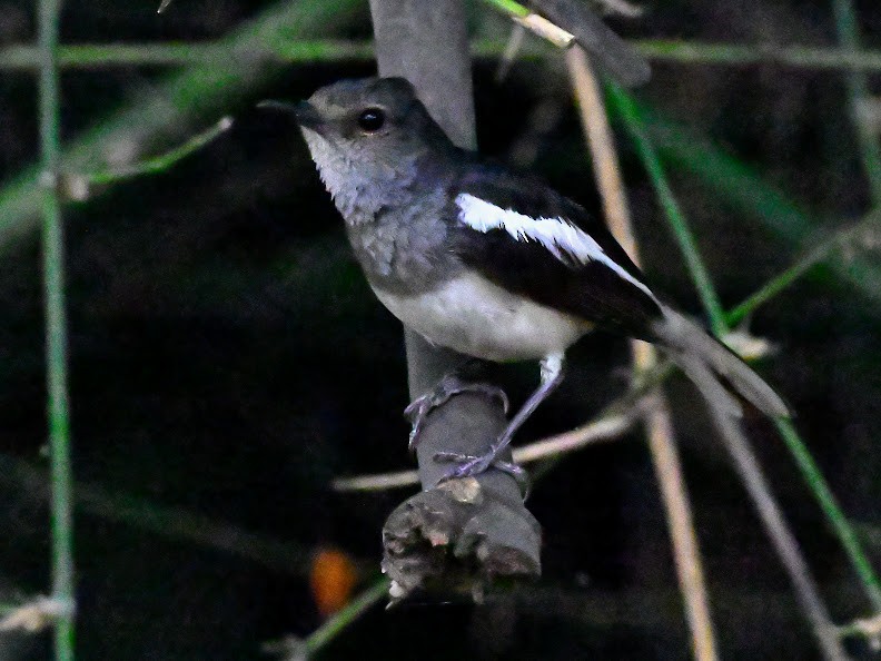 シキチョウ - ML644704586