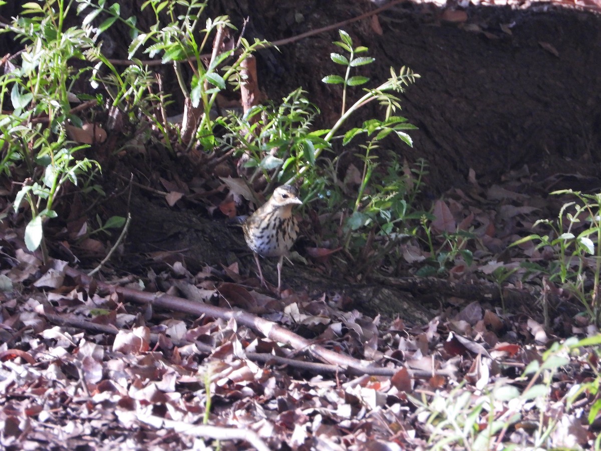Olive-backed Pipit - ML644704587