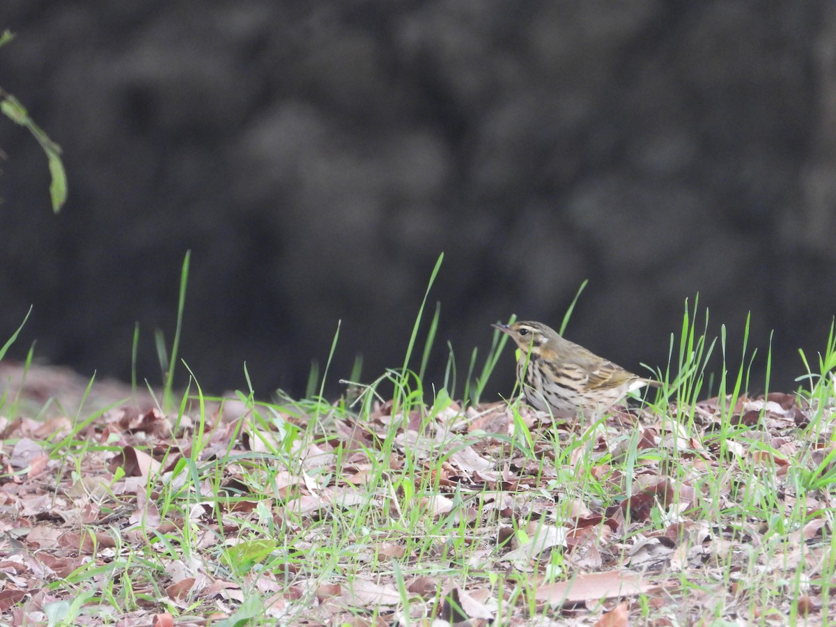 Olive-backed Pipit - ML644704588
