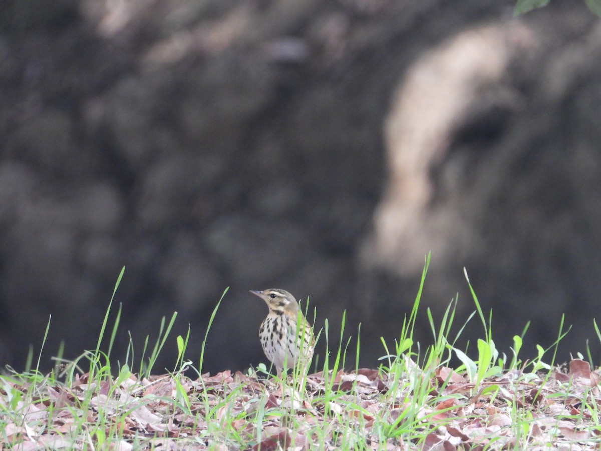 Olive-backed Pipit - ML644704589