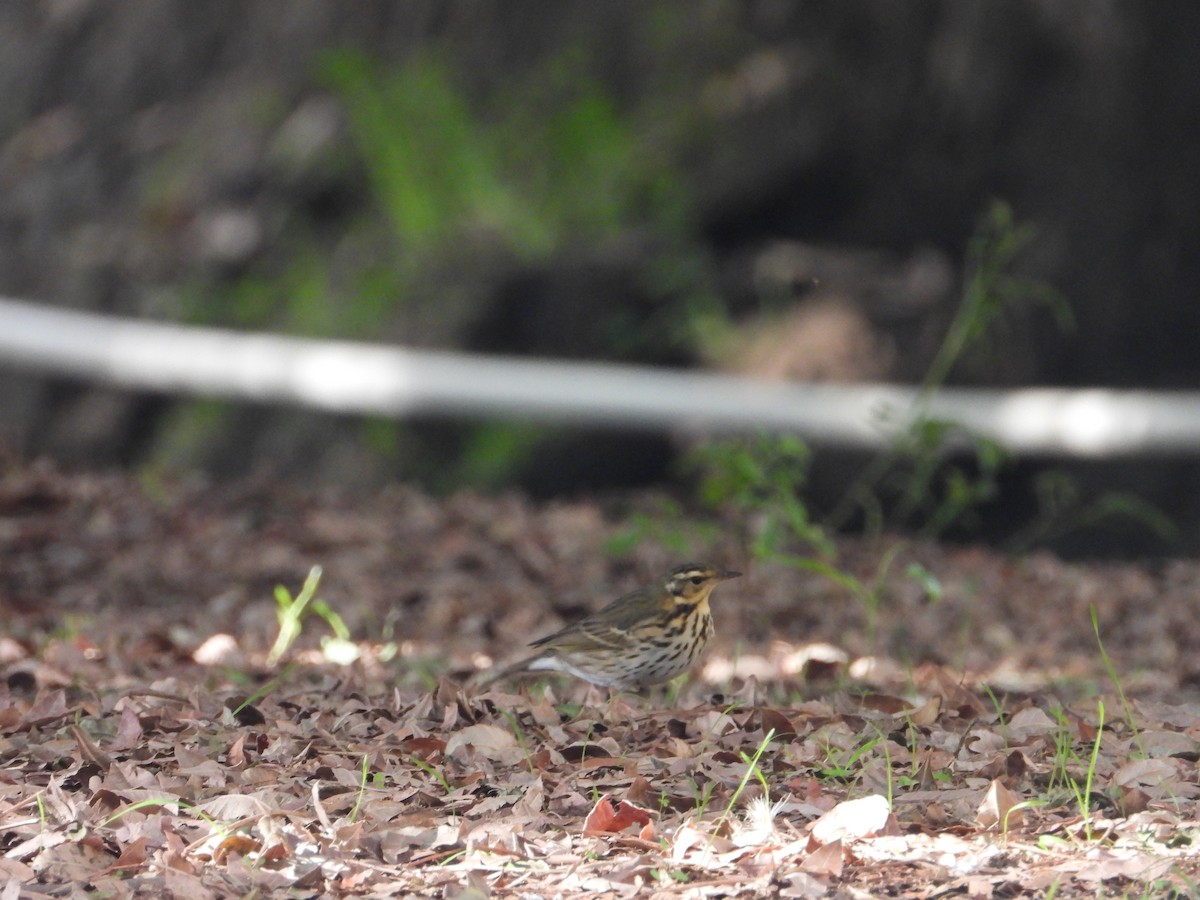 Olive-backed Pipit - ML644704590