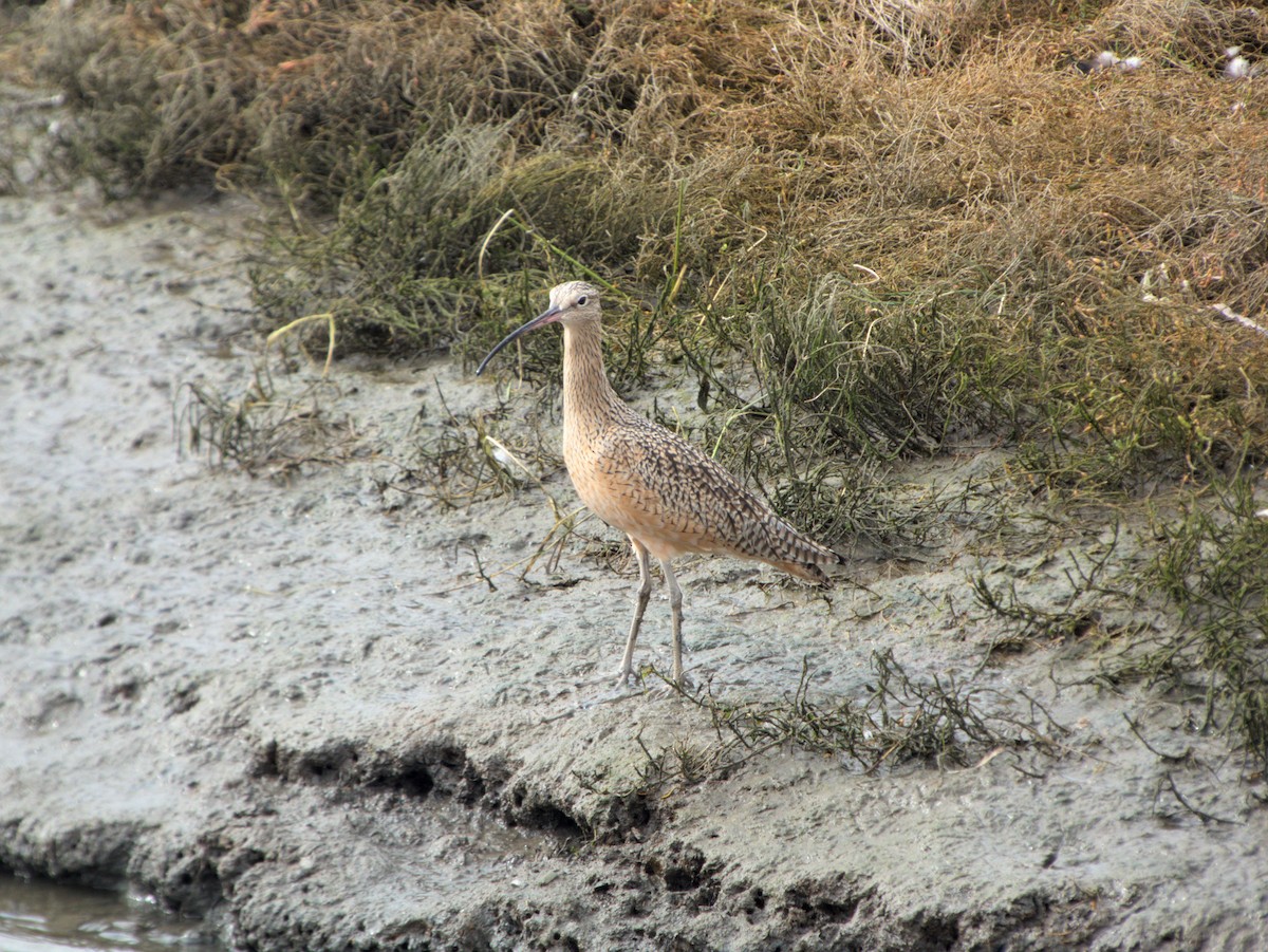 Long-billed Curlew - ML644704598