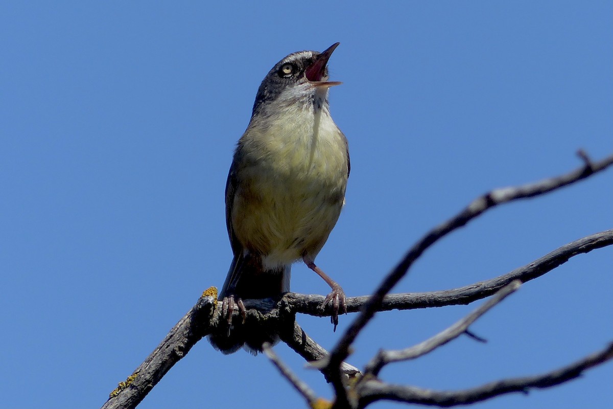 White-browed Scrubwren - ML644704602