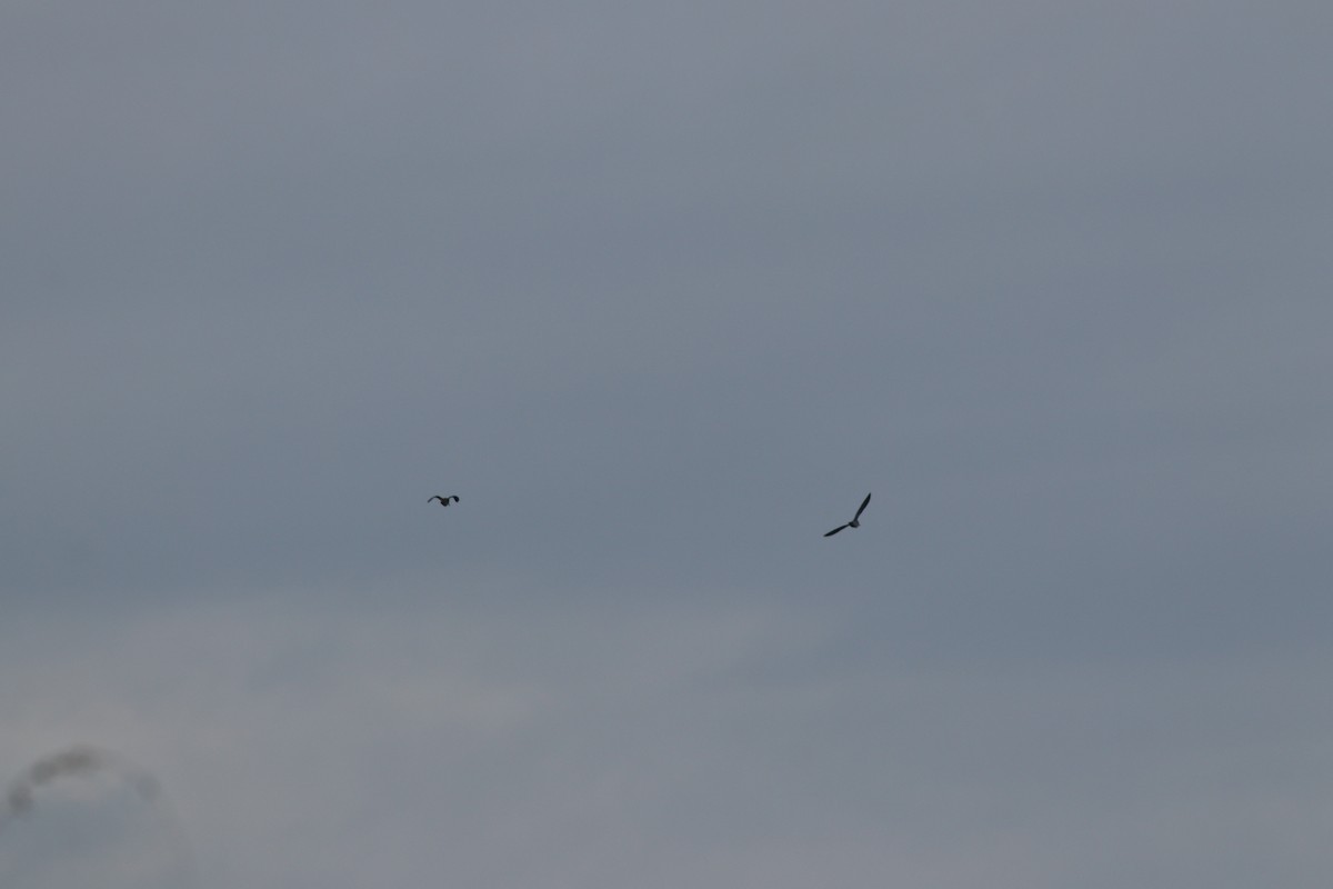 Common Snipe - ML644704603