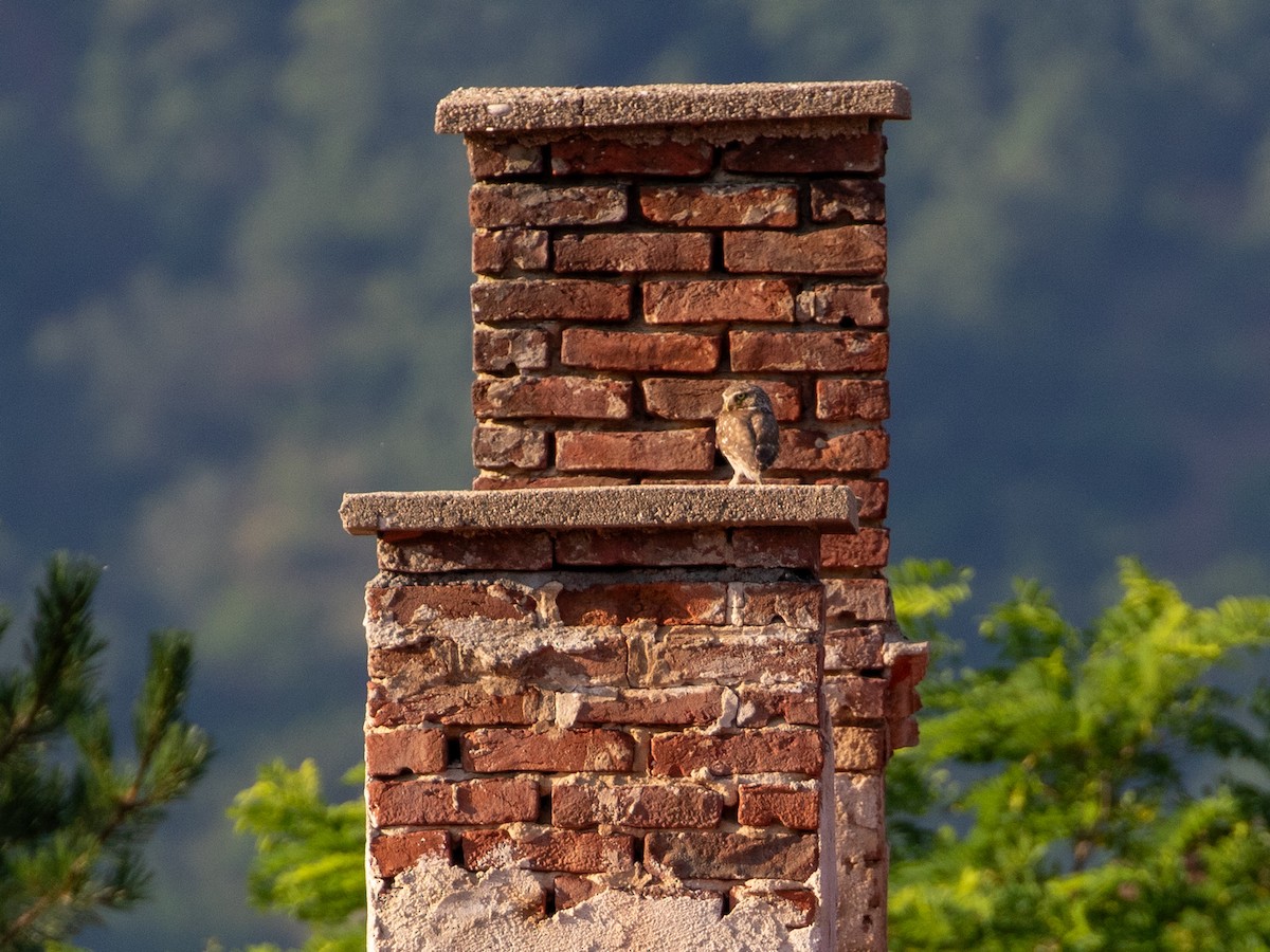 Сич хатній - ML644704609