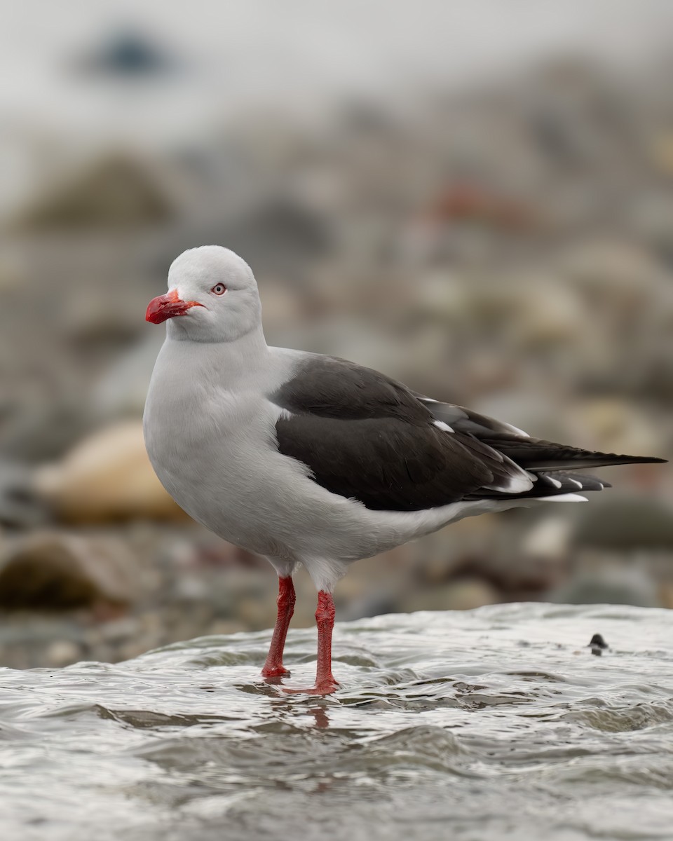 Dolphin Gull - ML644704610