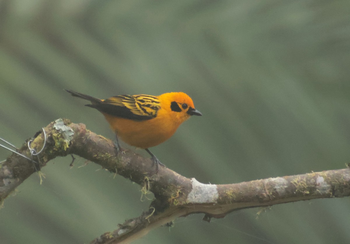 Golden Tanager - ML644704611