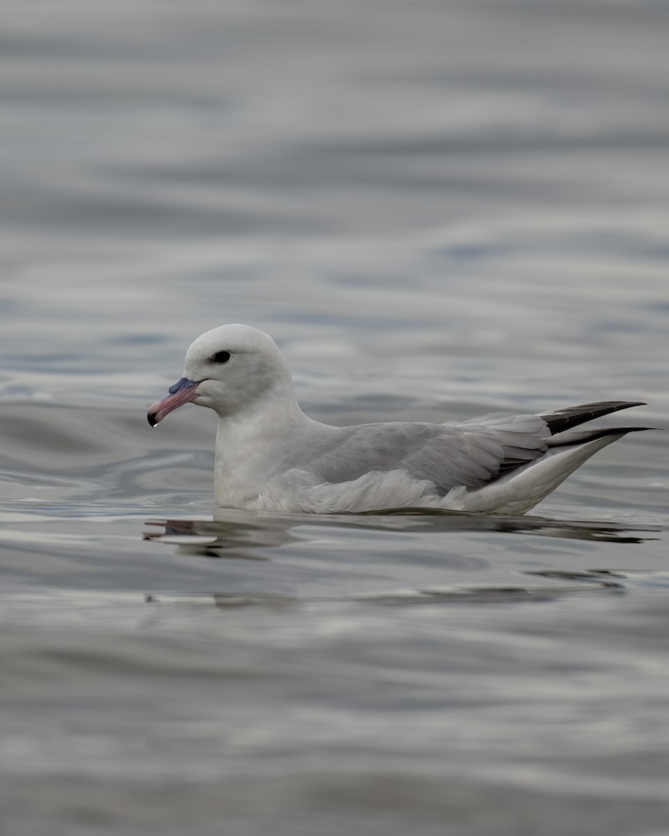 Southern Fulmar - ML644704618