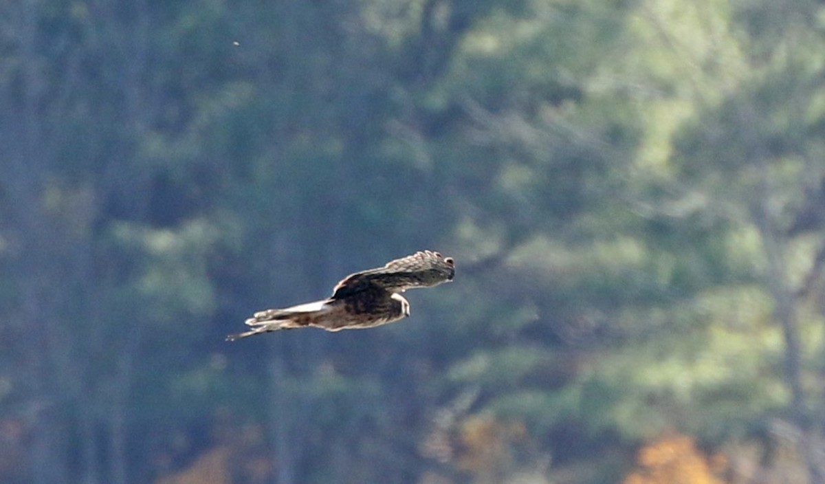 moták severoamerický - ML644704619