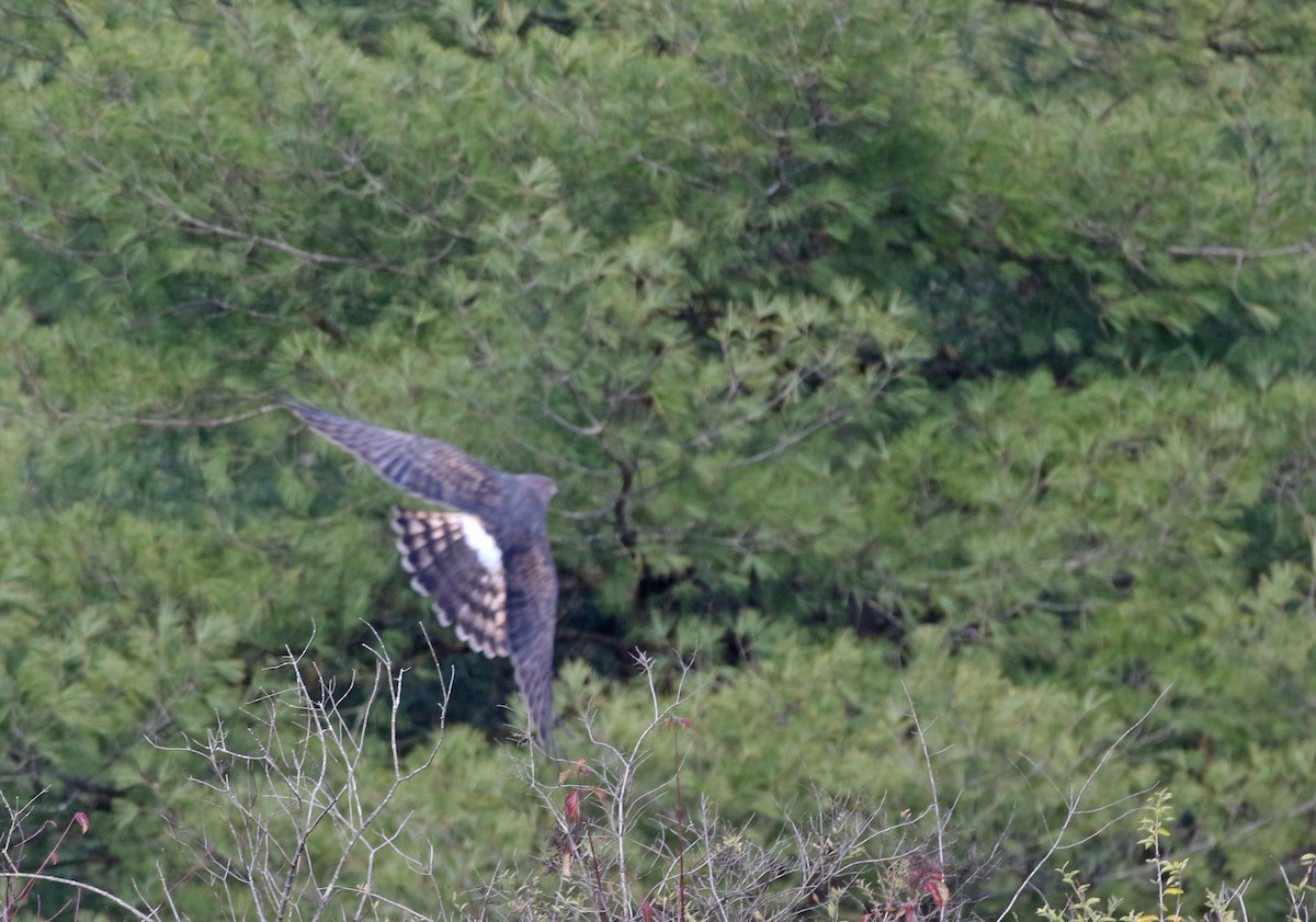 moták severoamerický - ML644704622