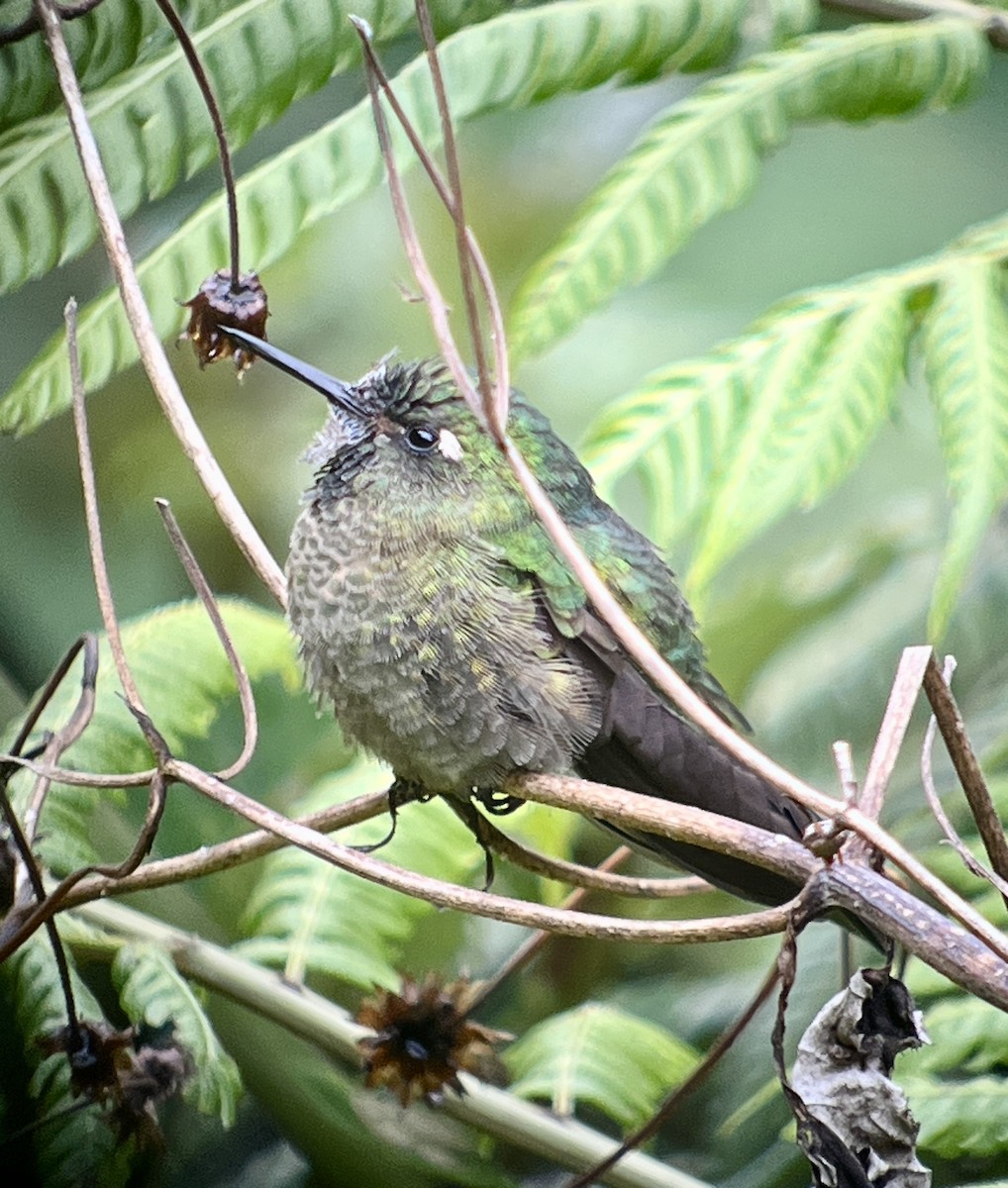 kolibřík dřišťálový - ML644704627