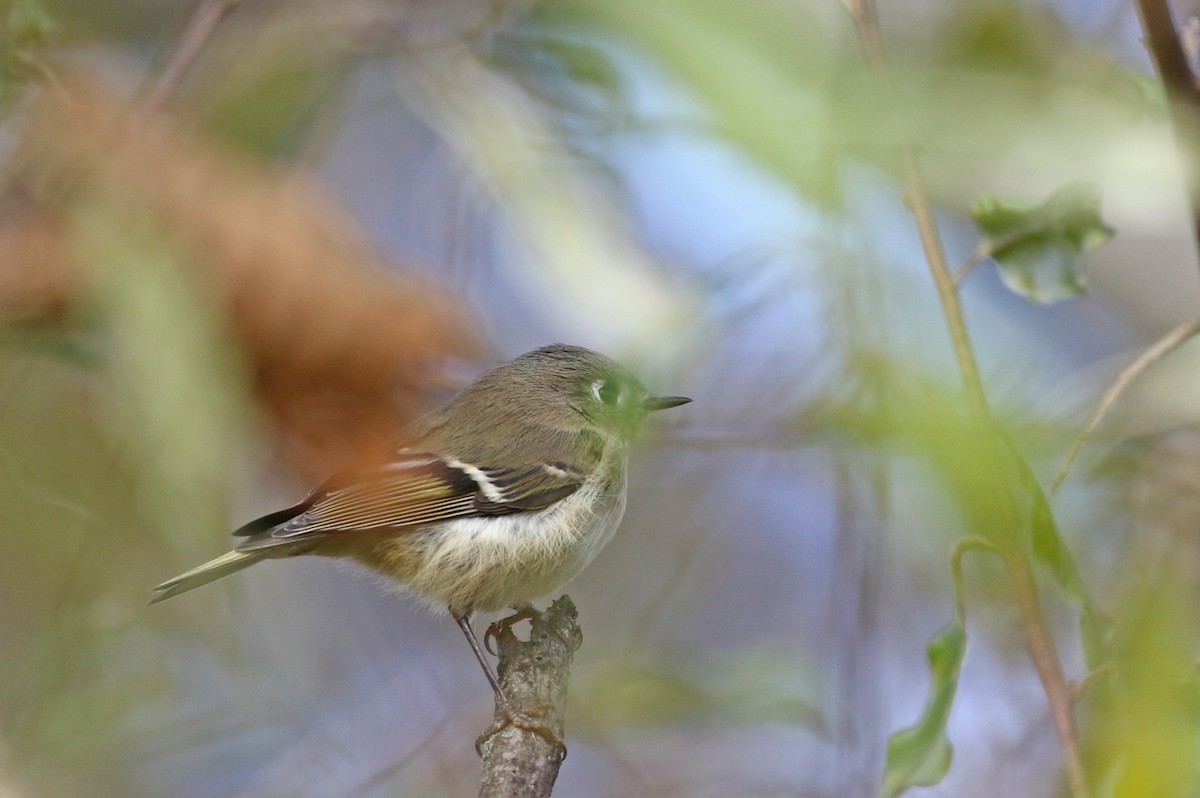 Ruby-crowned Kinglet - ML644704629