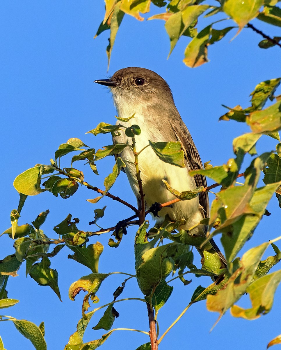 Eastern Phoebe - ML644704632