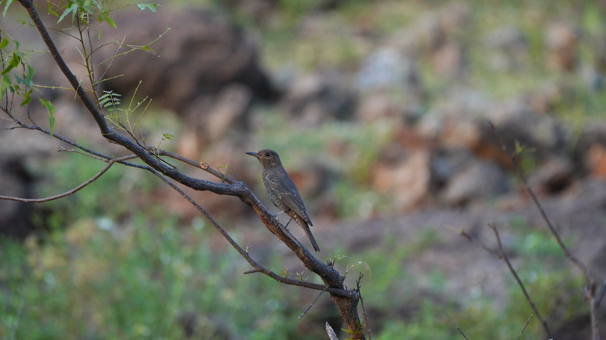 Blue Rock-Thrush - ML644704638