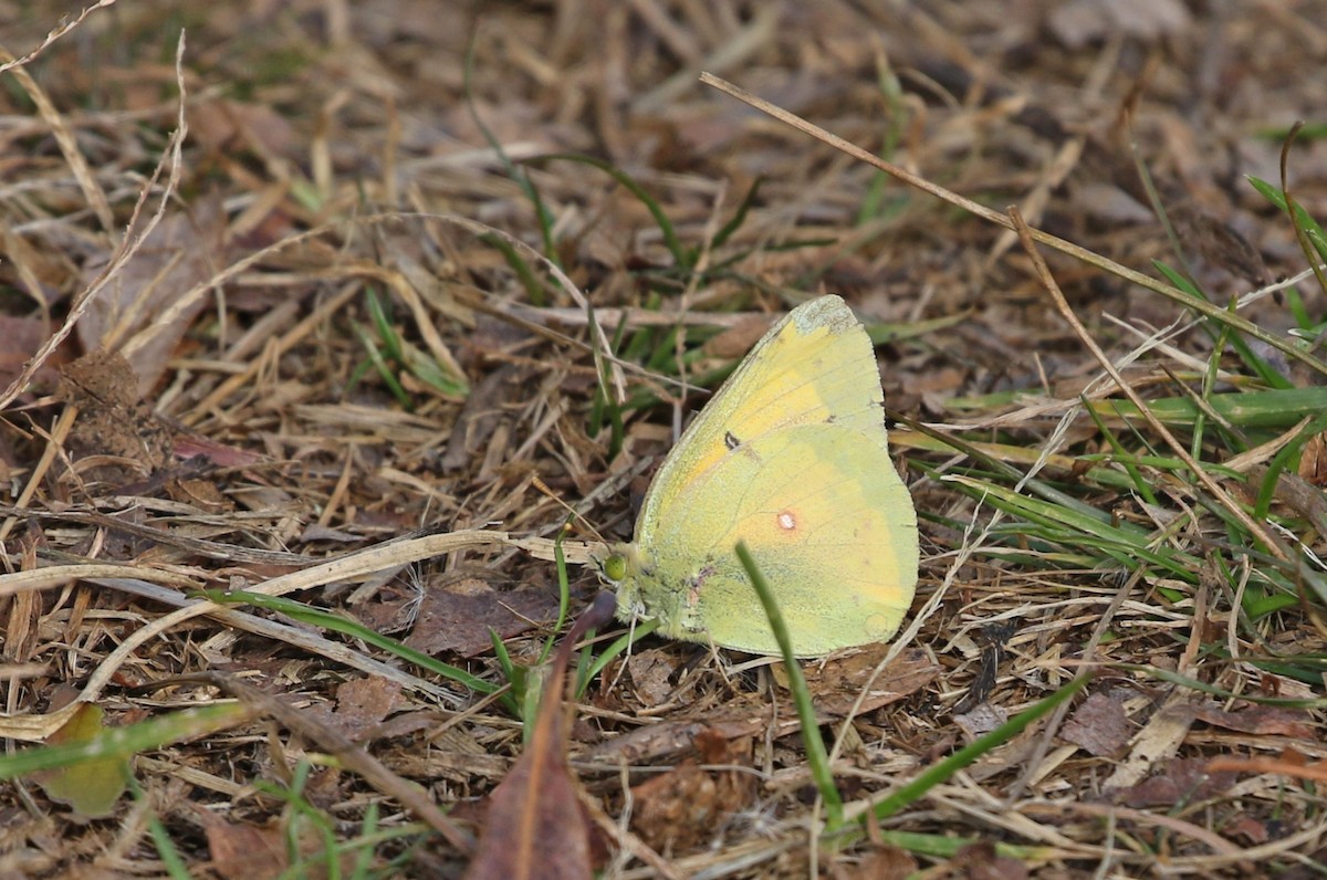 Whites, Yellows, and Sulphurs - ML644704639
