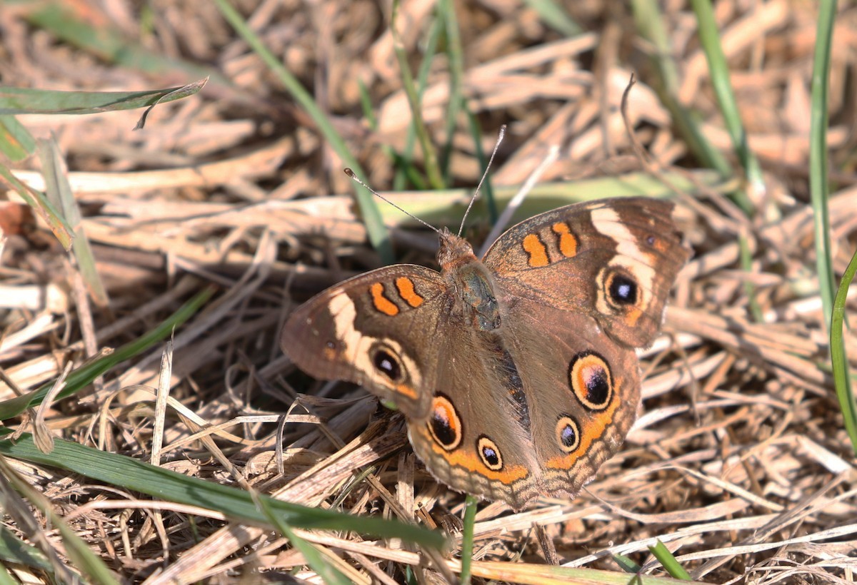 Common Buckeye - ML644704640