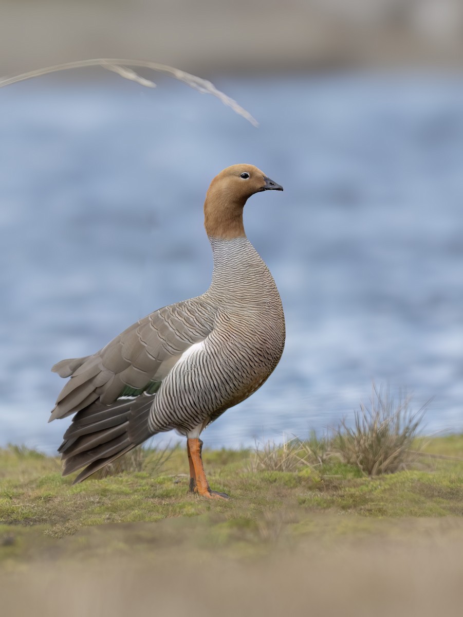Ruddy-headed Goose - ML644704641