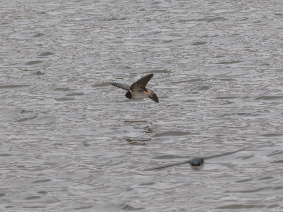 Golondrina Risquera - ML644704648