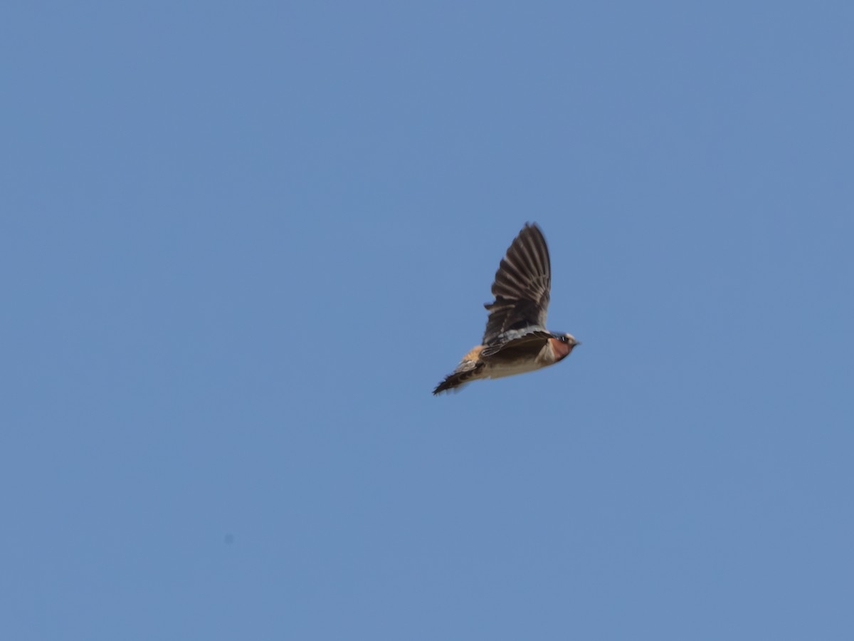 Golondrina Risquera - ML644704649