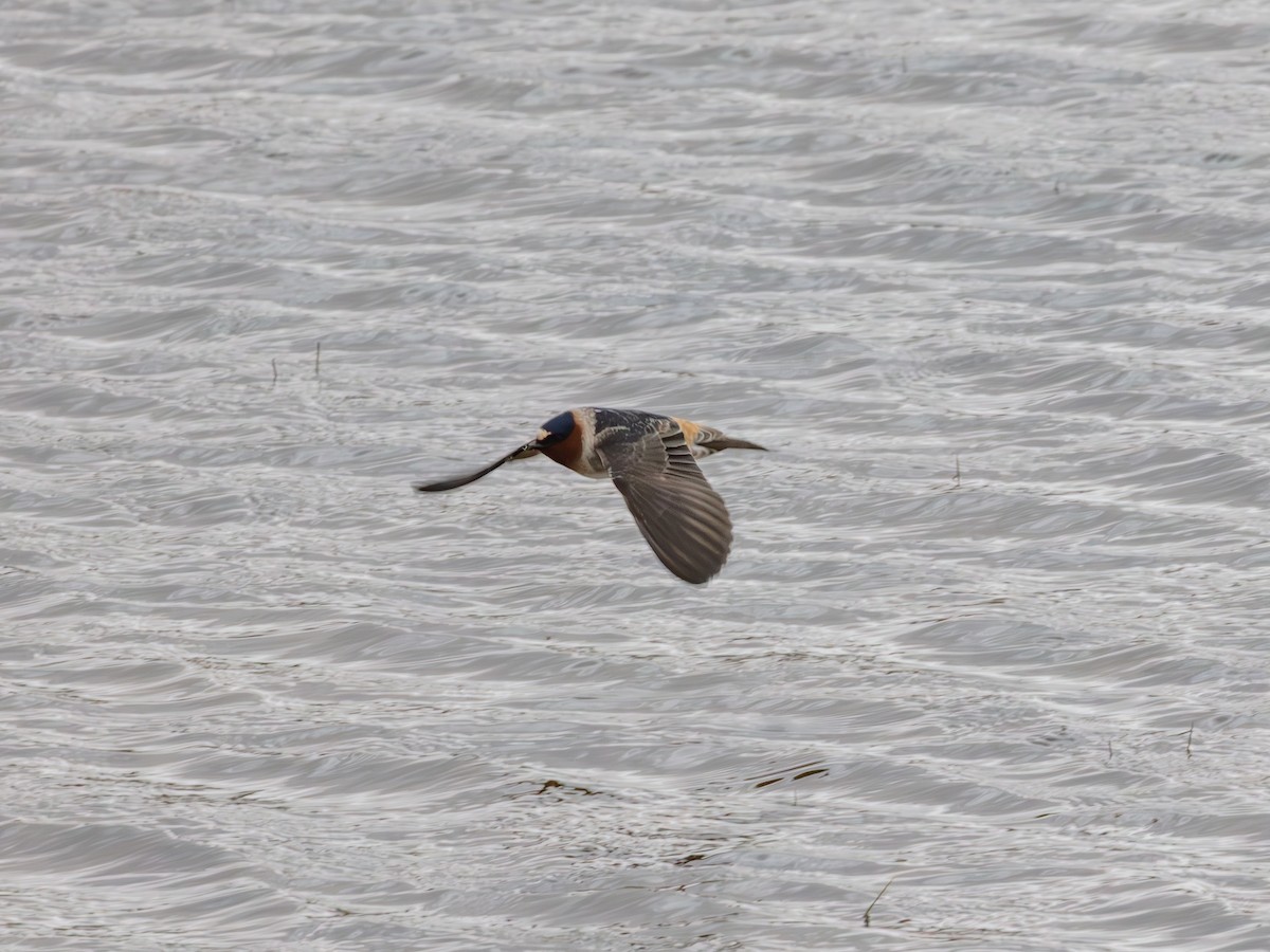 Golondrina Risquera - ML644704650