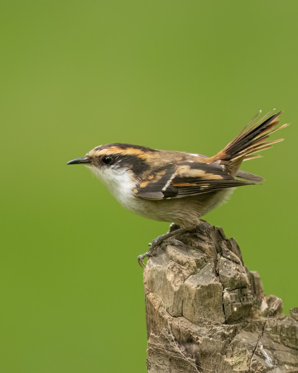 Thorn-tailed Rayadito - ML644704653