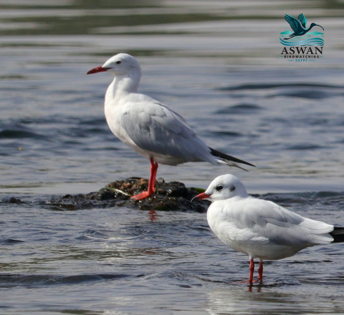 Морской голубок - ML644704659