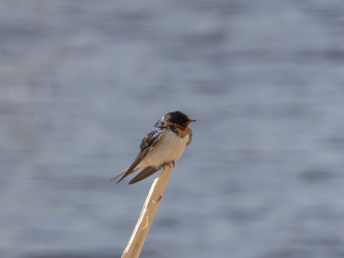 Barn Swallow - ML644704663