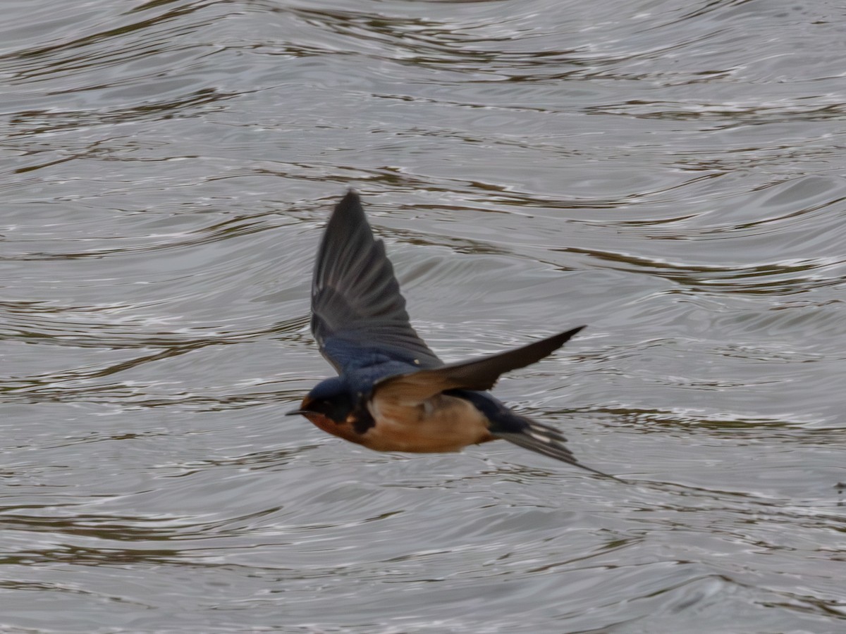 Barn Swallow - ML644704664