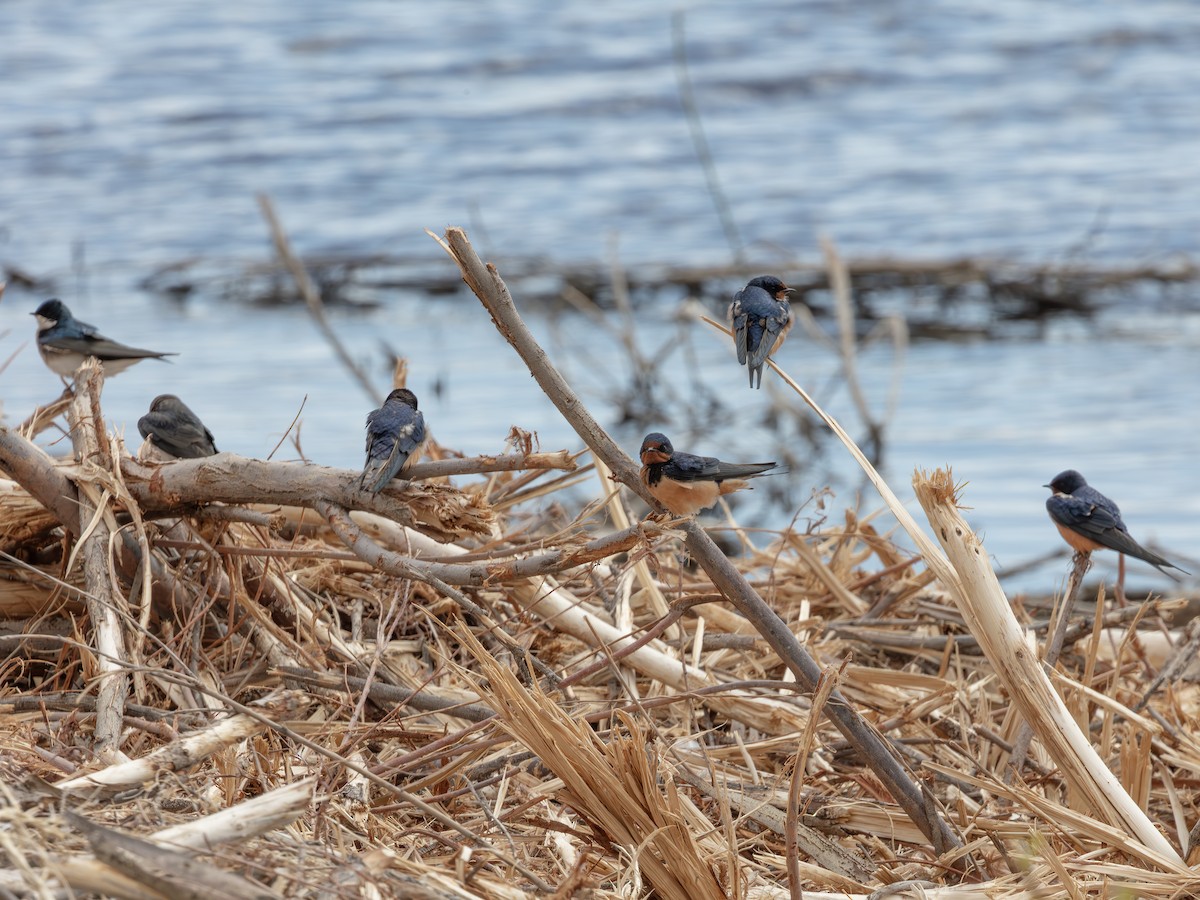 Barn Swallow - ML644704665