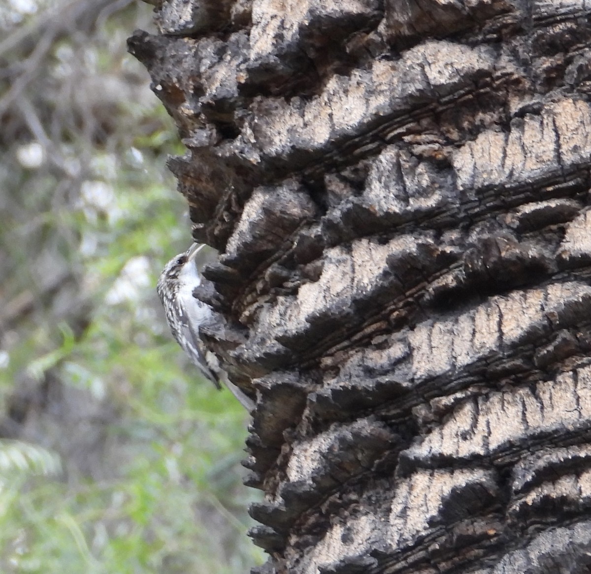 Grimpereau brun - ML644704666