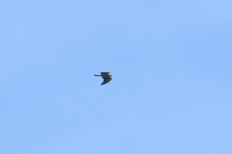 Sivri Kanatlı Şahin - ML644704668