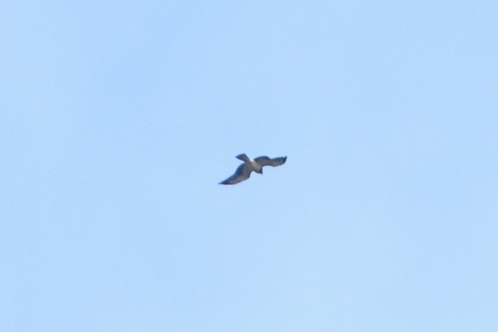 Sivri Kanatlı Şahin - ML644704669