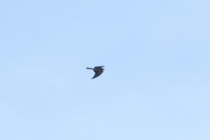 Sivri Kanatlı Şahin - ML644704671