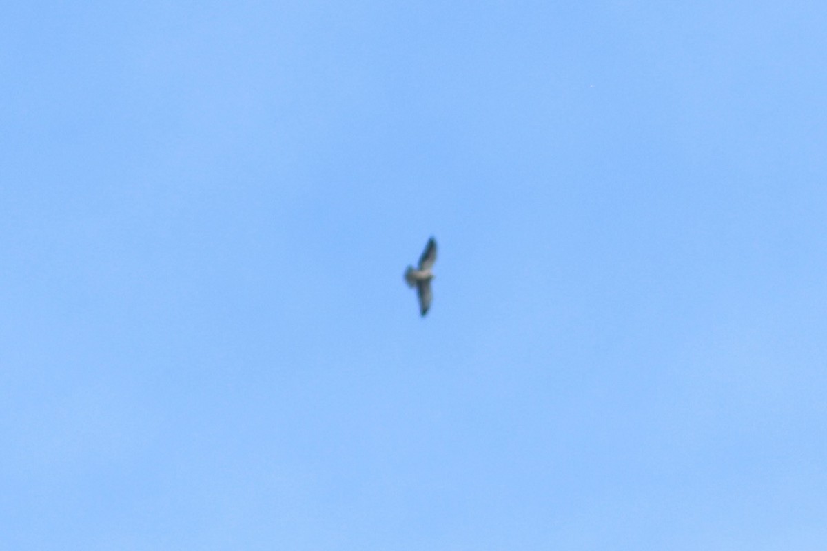 Sivri Kanatlı Şahin - ML644704672