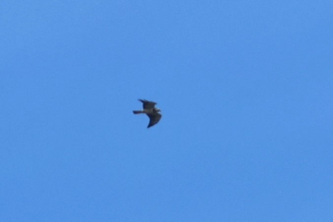 Sivri Kanatlı Şahin - ML644704673