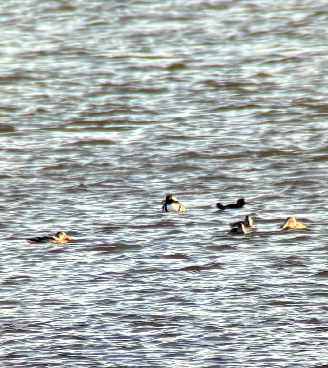 Kappensäger - ML644704676