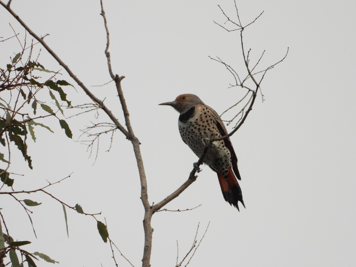 Northern Flicker - ML644704677