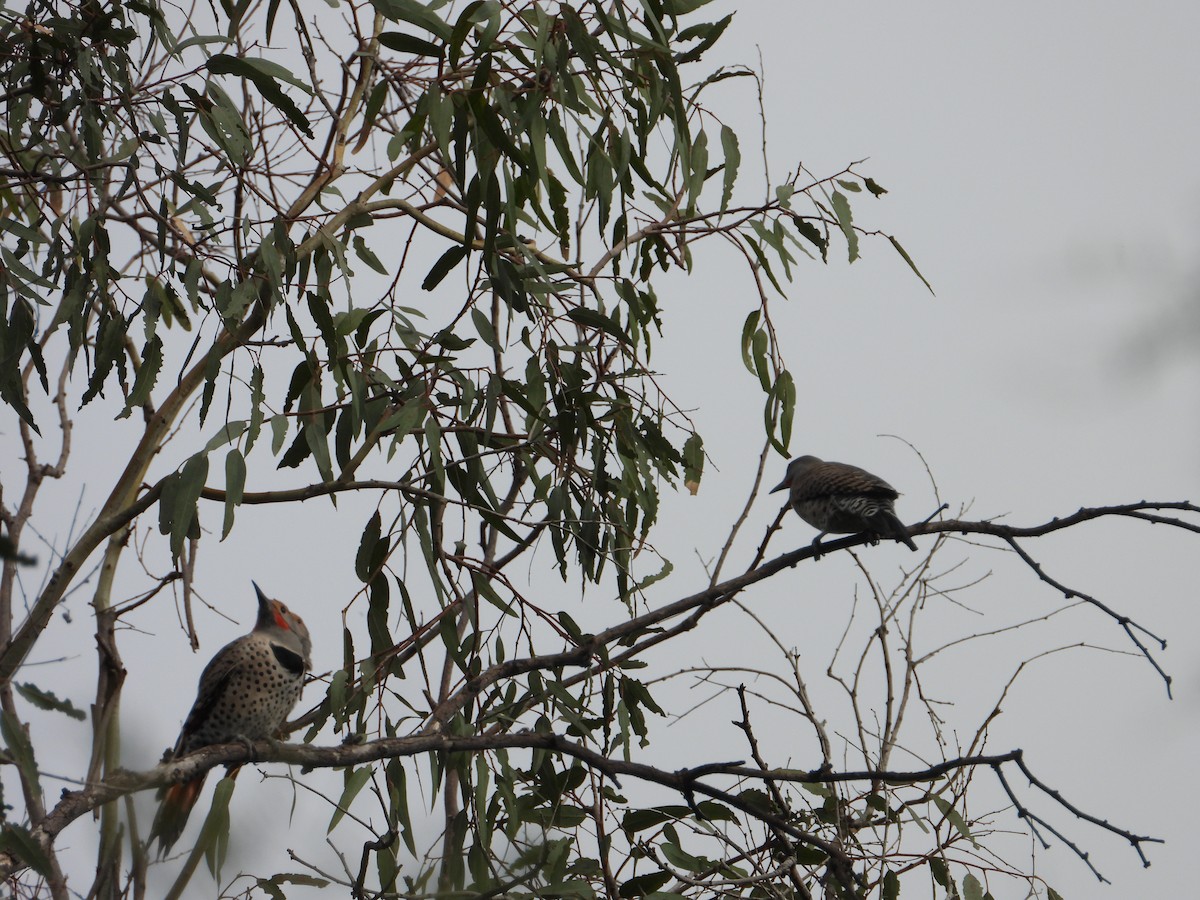 Northern Flicker - ML644704678
