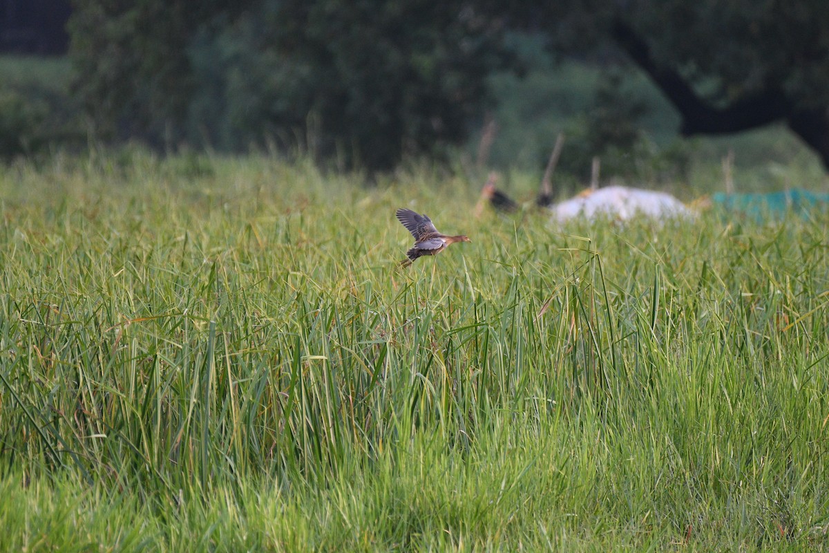 Watercock - ML644704689