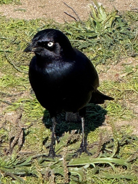 Brewer Karatavuğu - ML644704707