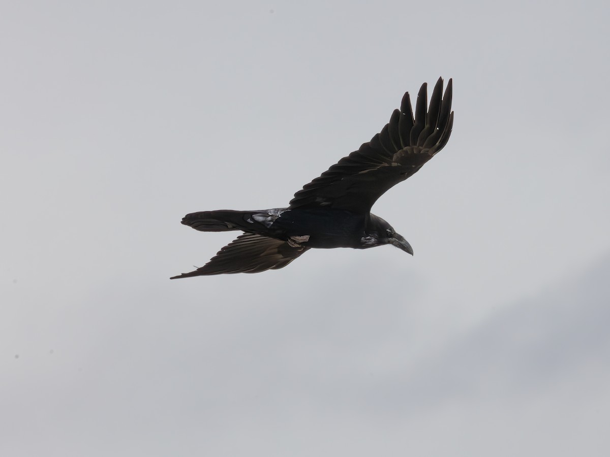 Chihuahuan Raven - ML644704708