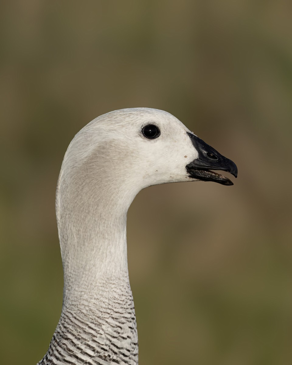 Ouette de Magellan - ML644704717