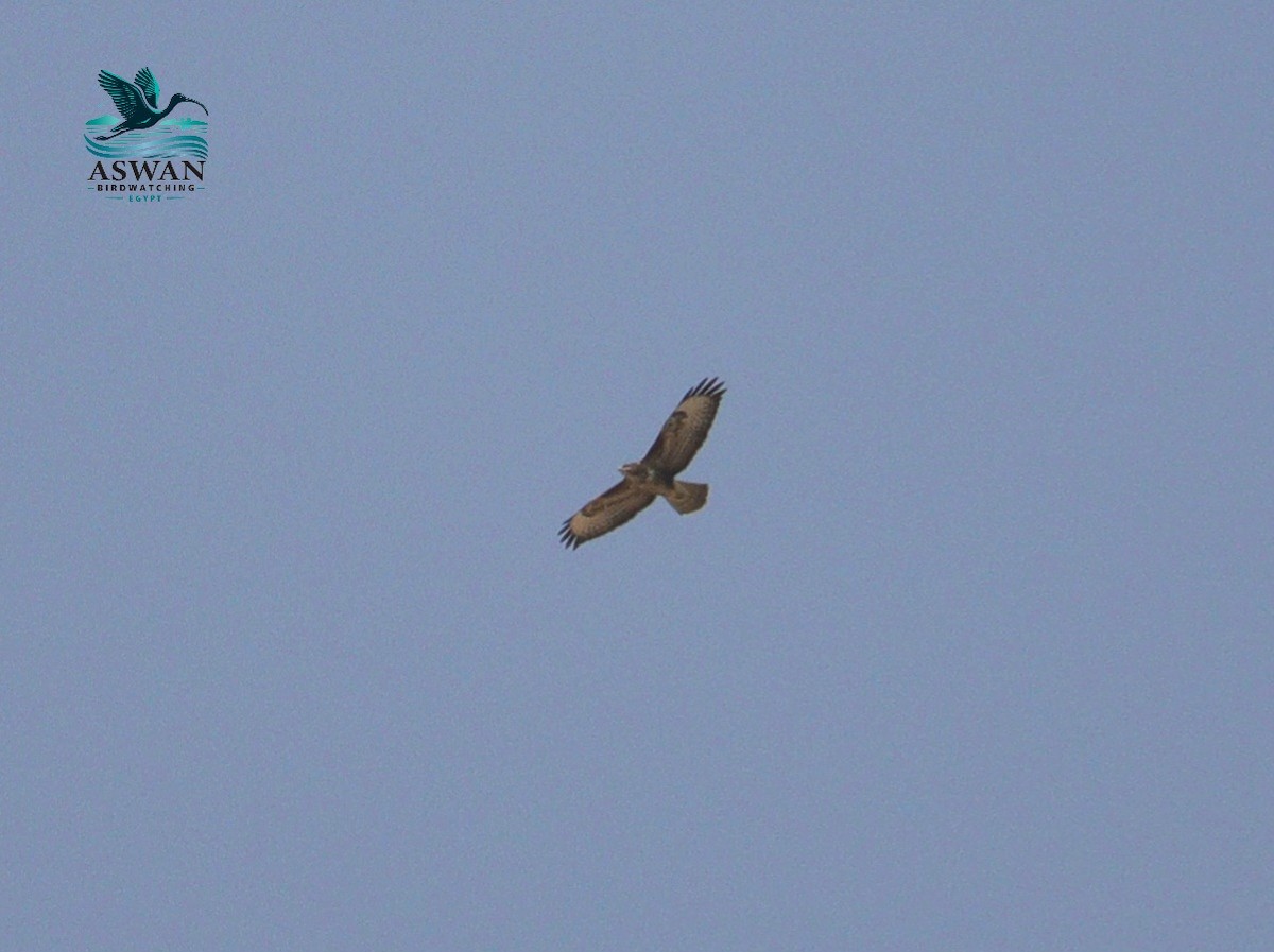 Buse variable - ML644704721