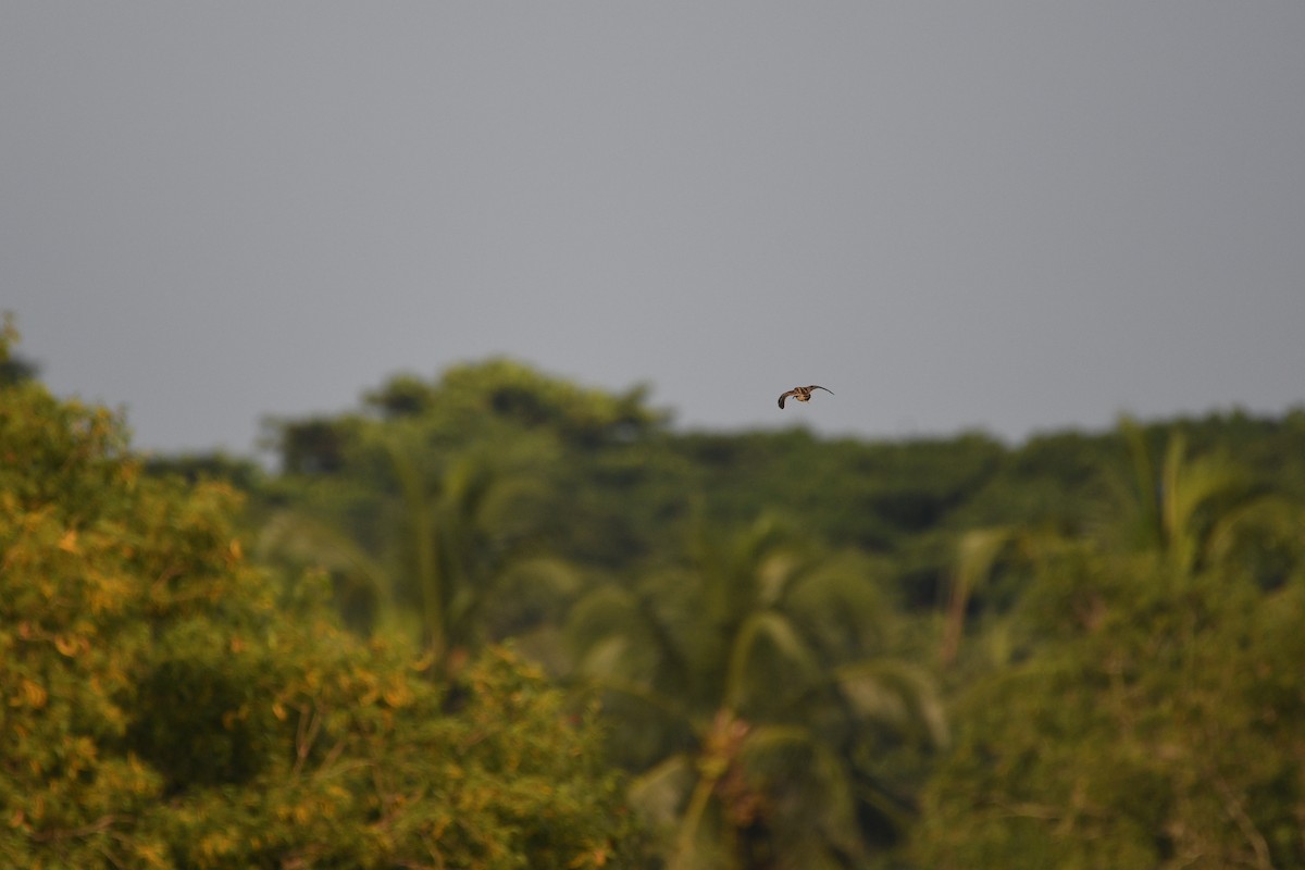 Common Snipe - ML644704739