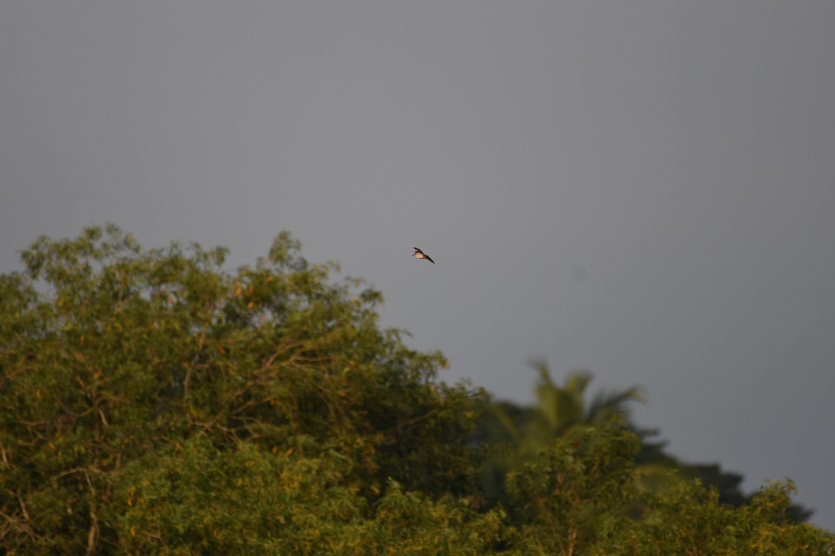 Common Snipe - ML644704740