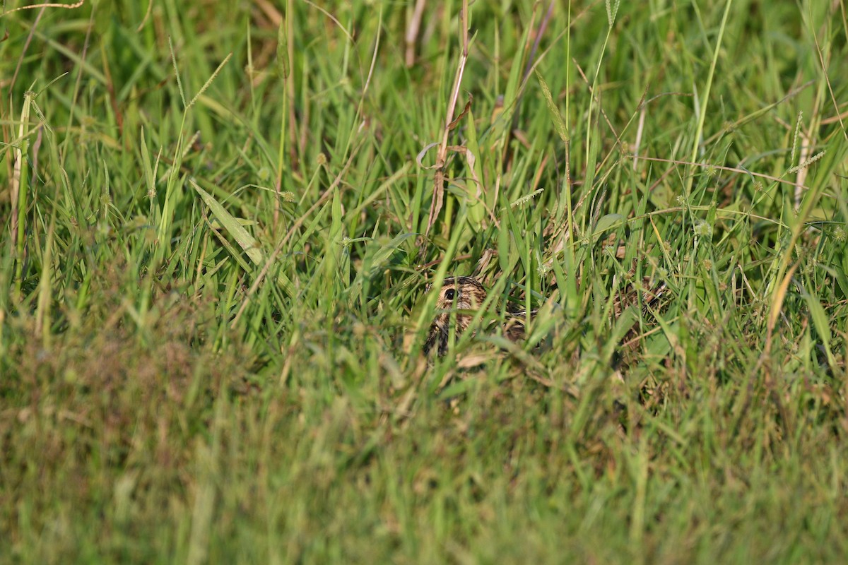 Common Snipe - ML644704741