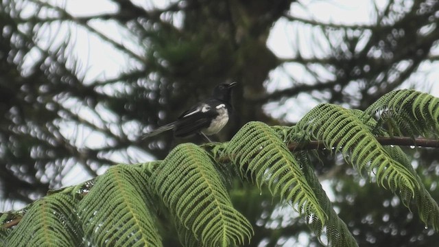 シキチョウ（saularis グループ） - ML644704746