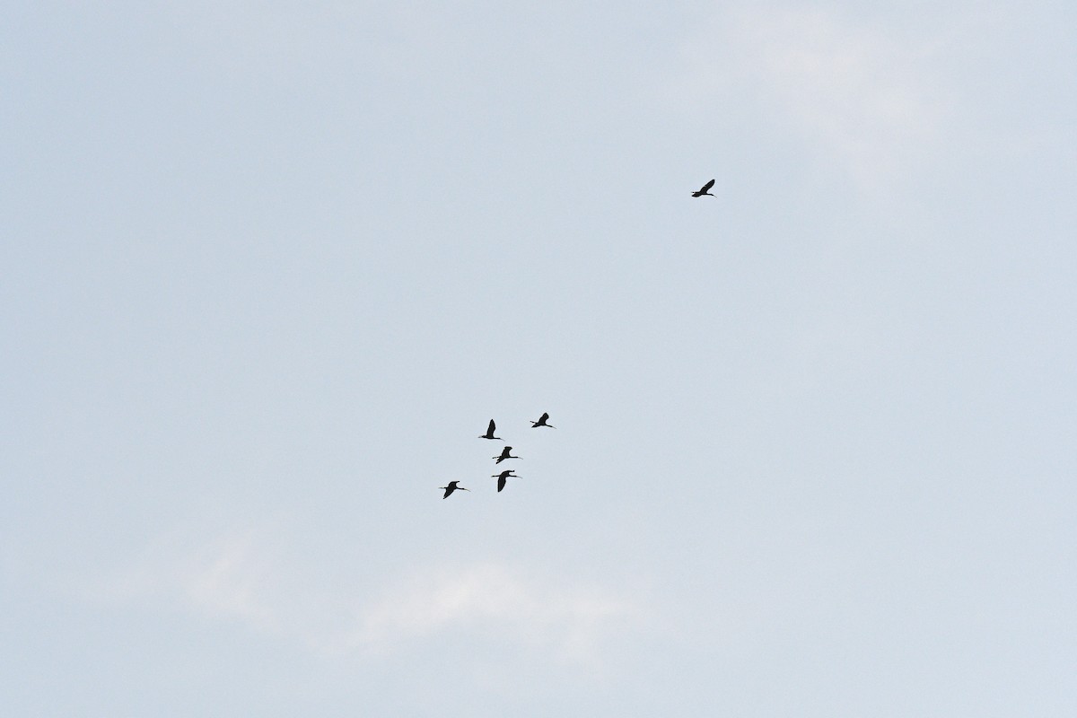 Гялаан билүүс - ML644704748